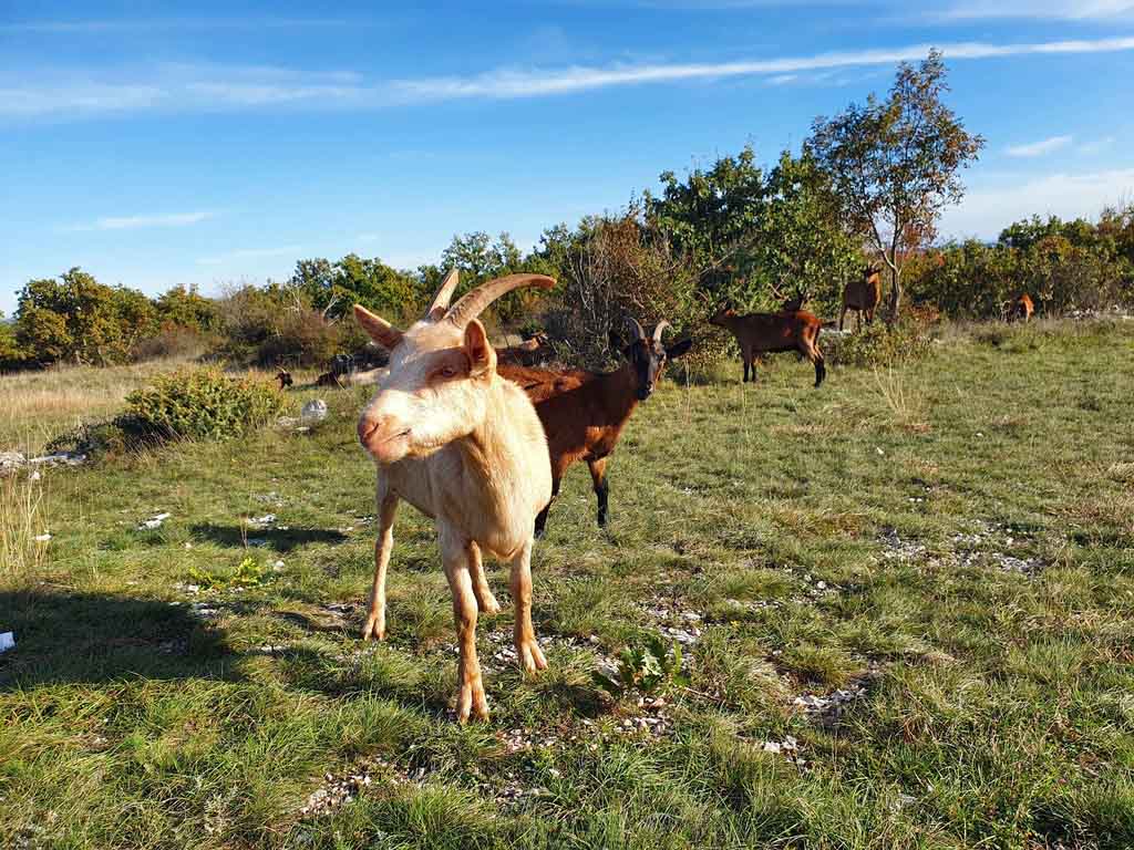 Trek goat about